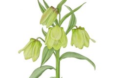 Fritillaria palliiflora £195