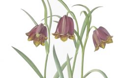 Fritillaria pyrenaica £195