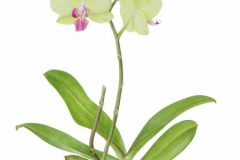 Phalaenopsis £200