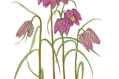 Fritillaria meleagris