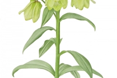 Fritillaria palliiflora