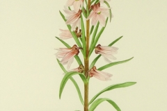 Fritillaria stenanthera