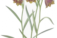 Fritillaria pyrenaica