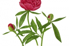 Paeonia officinalis 'Rubra-plena'