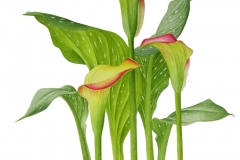 Zantedeschia