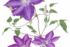 Clematis 'Daniel Deronda'