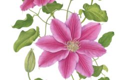 Clematis 'Dr Ruppel'