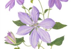 Clematis 'Mrs Chalmondeley'