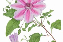 Clematis 'Nelly Moser'