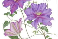 Clematis 'Richard Pennell'