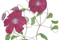 Clematis 'Rouge Cardinal'