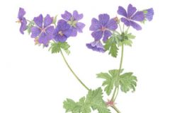 Geranium 'Sabani Blue'