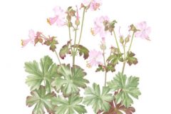 Geranium  'Hilary Rendall'