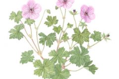 Geranium 'Joy'