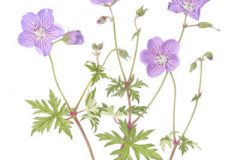 Geranium 'Alan's Blue'