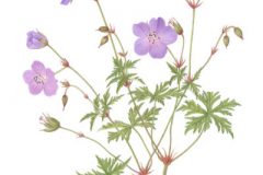 Geranium 'Natalie'