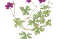 Geranium 'Anne Thompson'