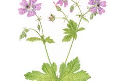 Geranium Mrs Judith Bradshaw