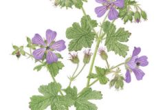 Geranium Philipe Vapelle