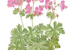 Geranium Westray