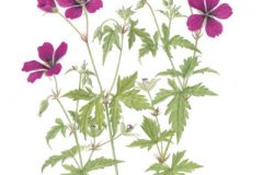 Geranium 'Nicola'