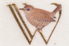 W for Wren, on vellum