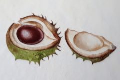 Conker on vellum