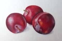 Plums on vellum