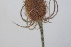 Teasel on vellum