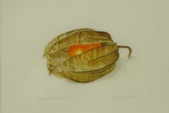 Physalis on vellum