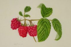 Raspberries on vellum