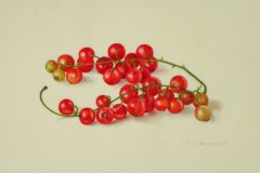 Redcurrants on vellum