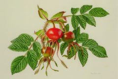 Rosa rugosa hips on vellum