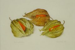 Three Physalis on vellum